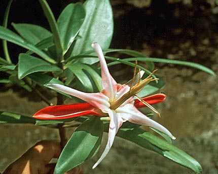 Pelliciera rhizophorae flowers